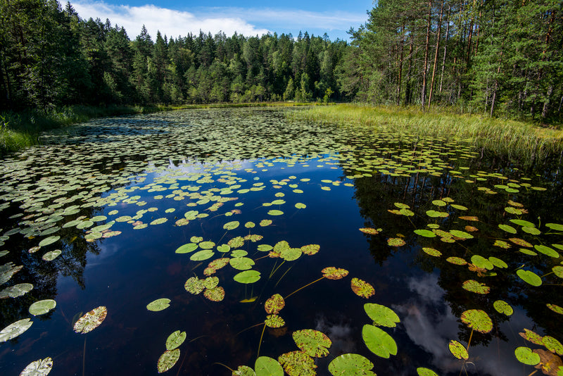 Aquatic Plants Are Great At Keeping Your Pond Healthy