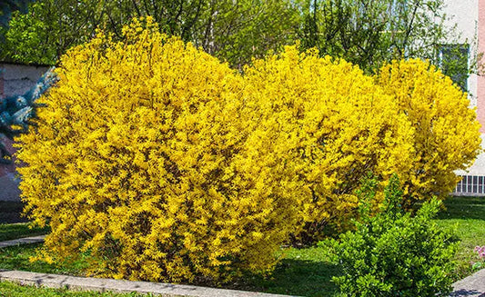Vibrant yellow forsythia bushes blooming for privacy hedges