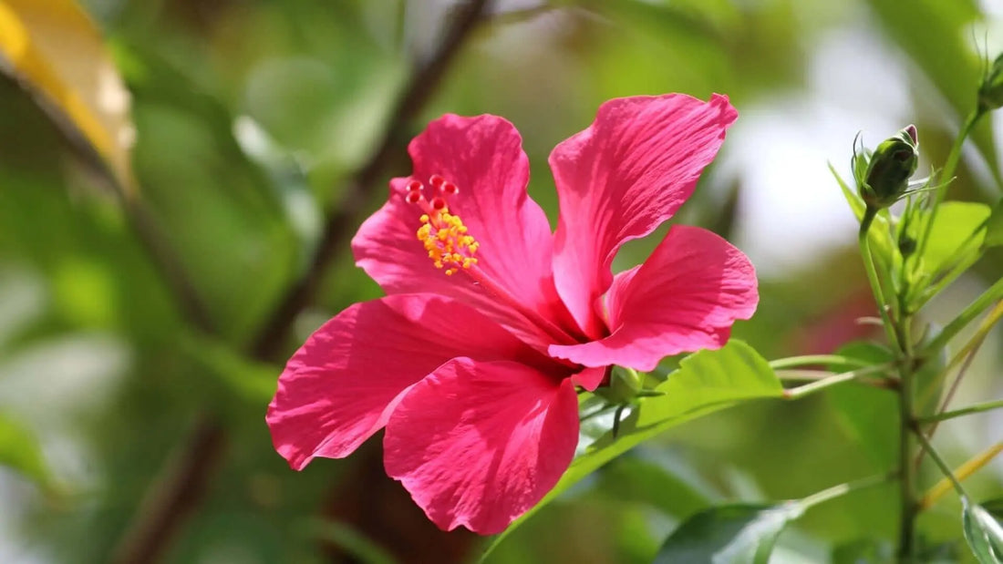 Vibrant pink hibiscus flower with ruffled petals and yellow center for growing