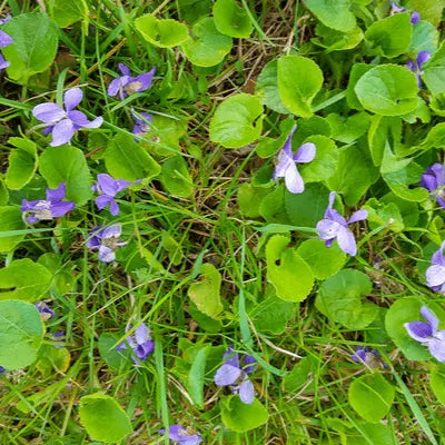 Purple nectar-rich wild violets with delicate petals in grass