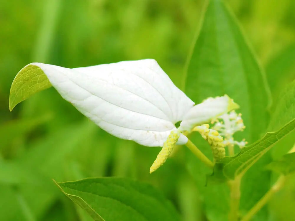 Delicate white lizards tail flower with soft leaf-like petals and yellow stamens