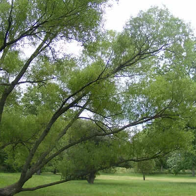 Lush green willow tree with cascading branches for live stake planting