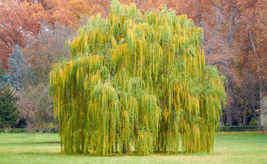 Graceful weeping willow tree with lush green yellow foliage in field