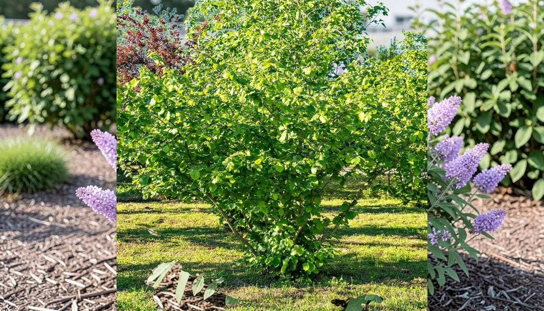 Ultimate Lilac Shrub Guide for Privacy and Pollinators