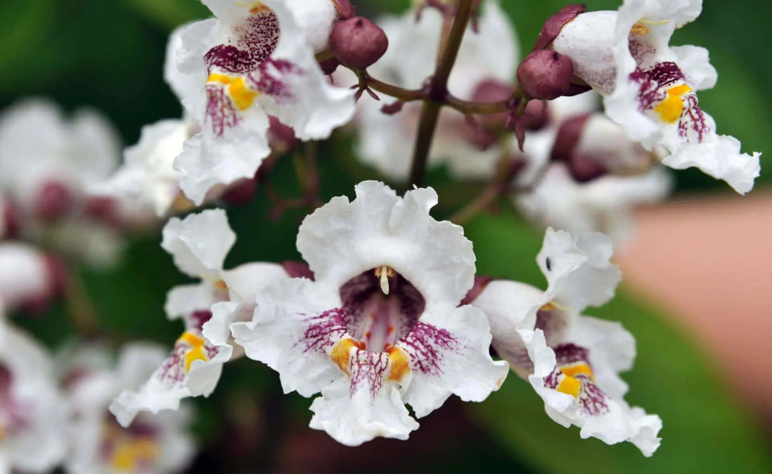Delicate Catalpa white flowers with purple yellow markings on stem