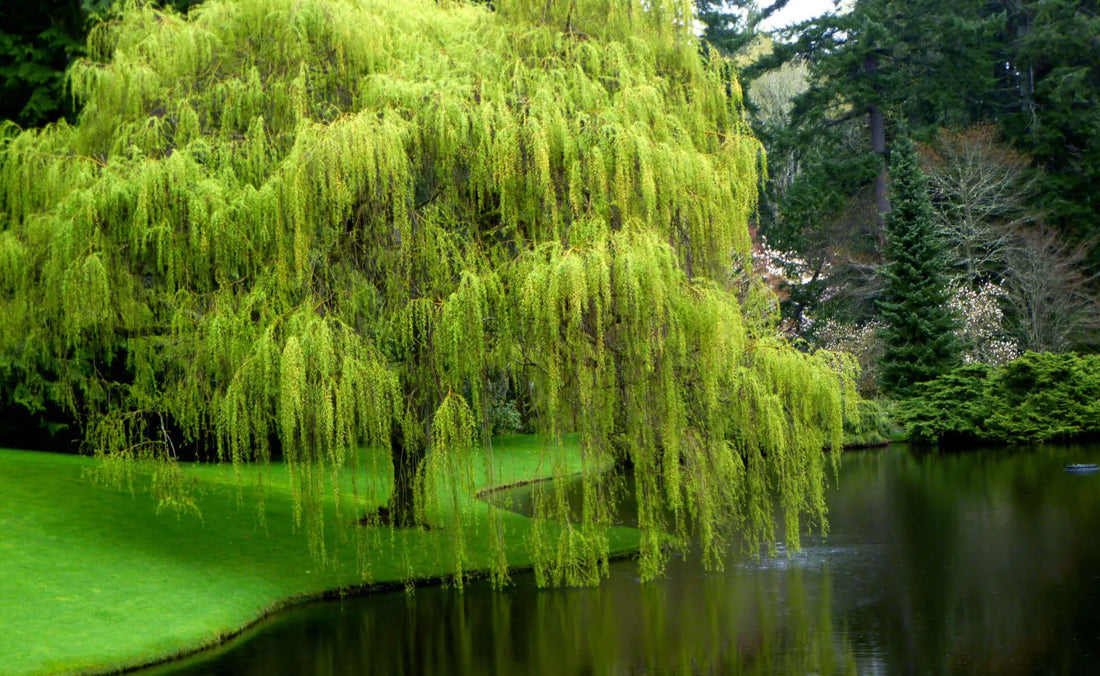 Vibrant lime-green weeping willow tree by calm pond