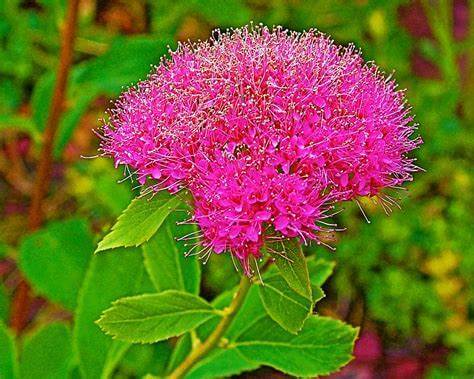 Vibrant pink spirea flower with giant round fluffy heads and green leaves