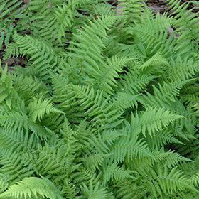 New York Fern