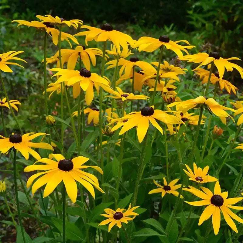 Vibrant yellow black-eyed susan flowers attract pollinators