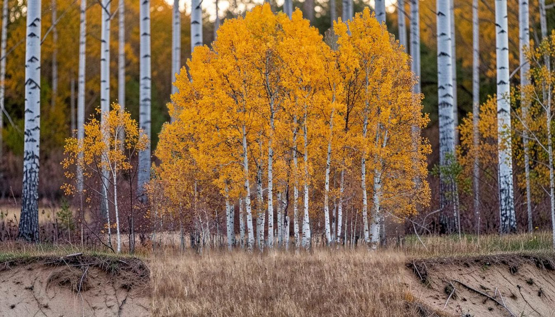 Best Live Stakes Guide: Wholesale Native Plant Picks