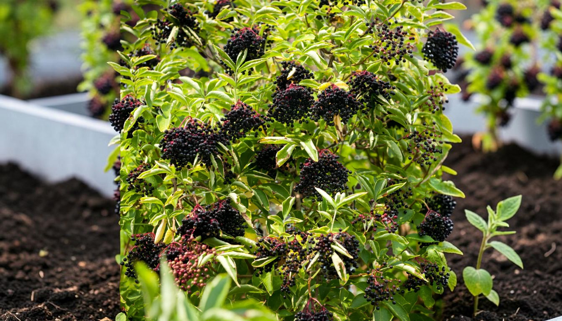 Best Native Live Stakes for Spring Planting 2026