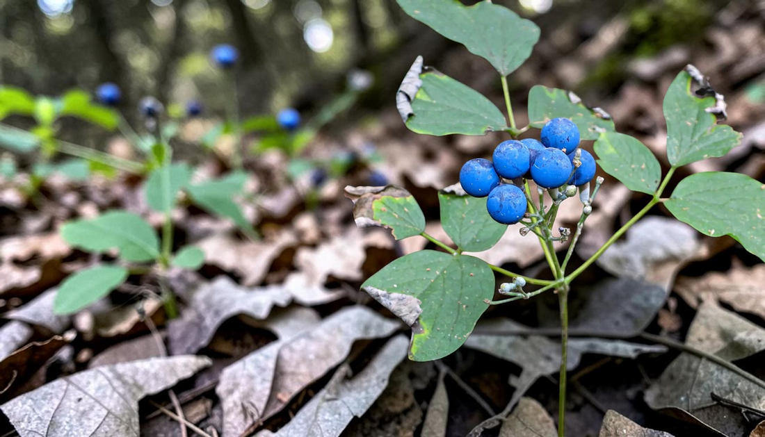 Blue Cohosh Plant Buying Guide: Expert Wholesale Tips