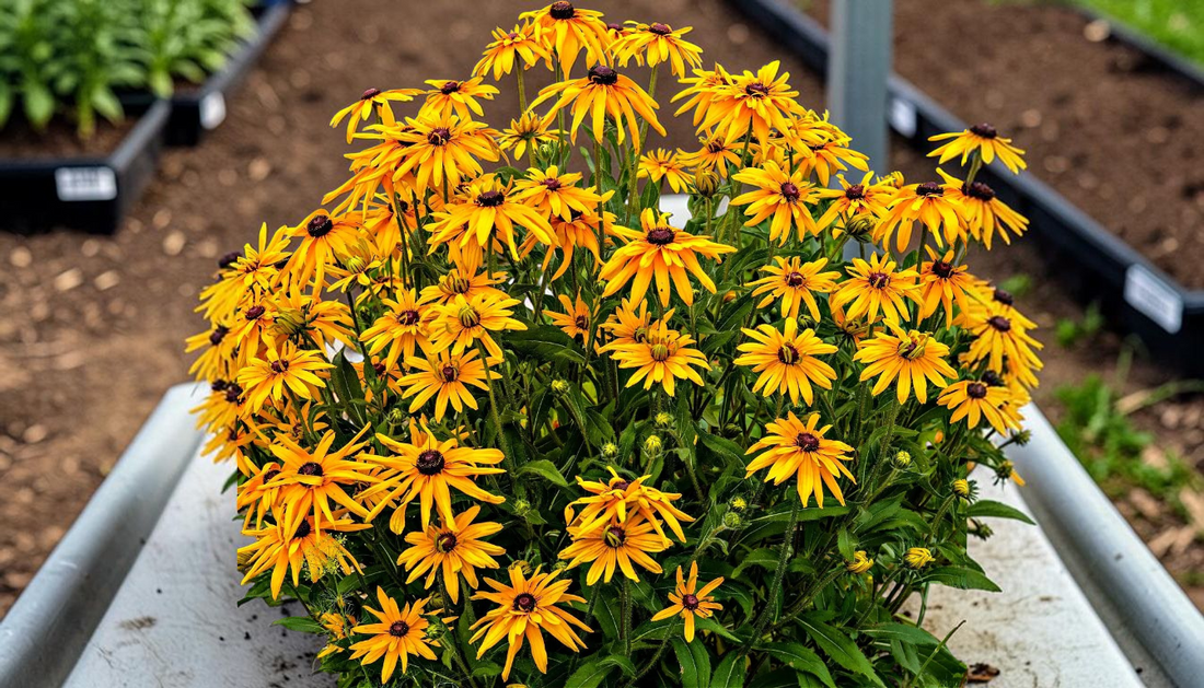 Yellow Coneflower Care: Complete Wholesale Buying Guide