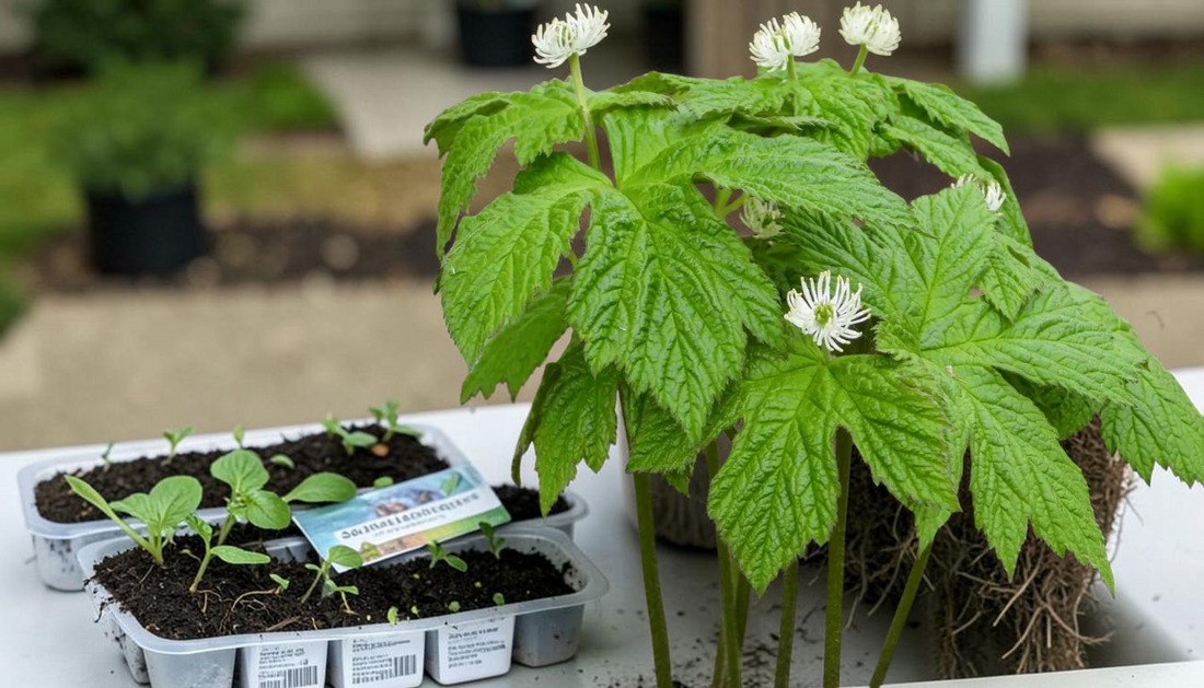 Wholesale Solomon's Seal: Complete Planting Guide