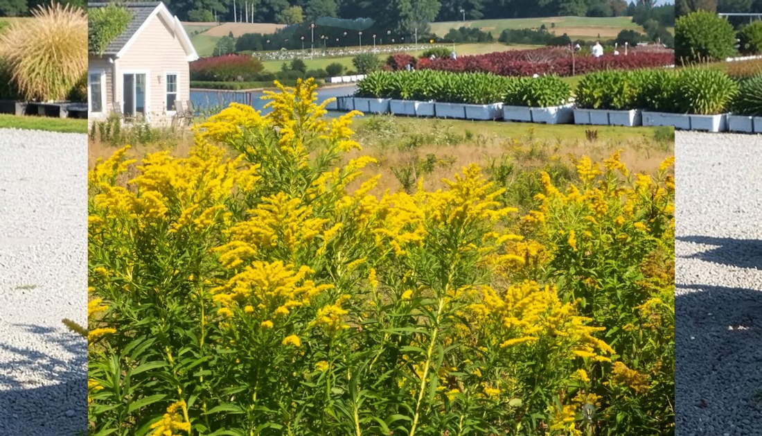 Top Golden Rod Uses for Wholesale Landscapes 2026