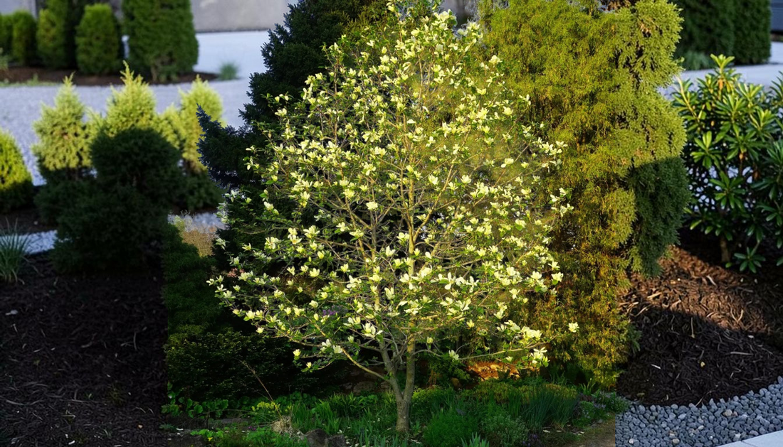 Best Wholesale Landscape Trees: Sweet Bay Magnolia