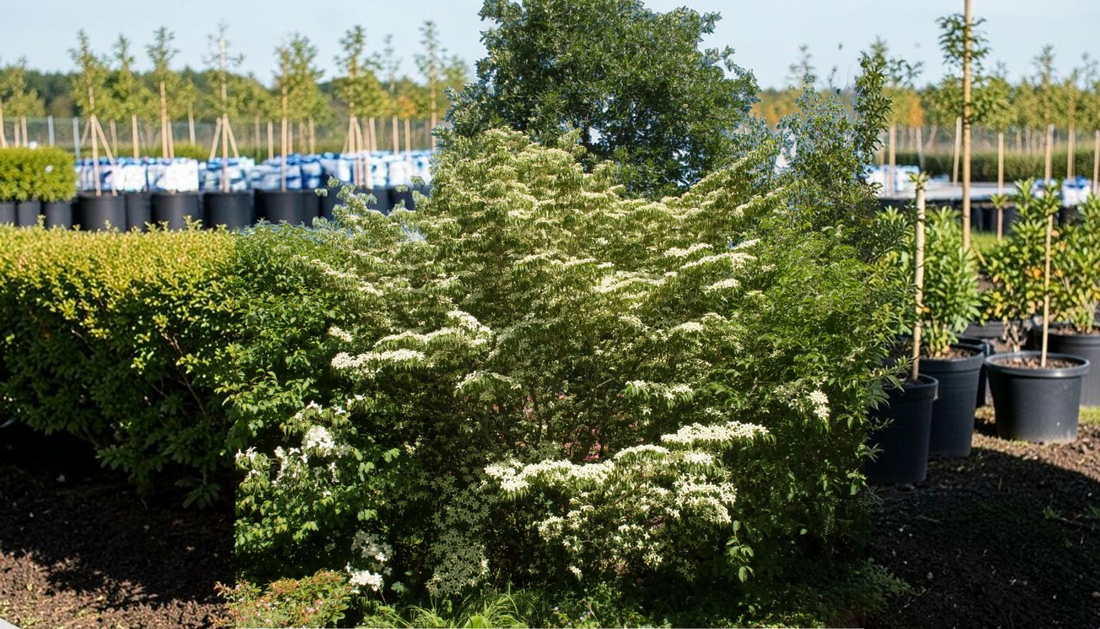 Silky Dogwood Care: Expert Planting Tips for 2026