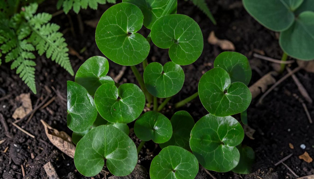 Best Shade Plants: Wild Ginger Buying Guide 2026