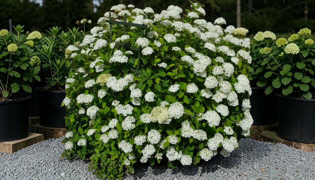 Best Shrub Buying Guide: Snow Hill Hydrangea 2026
