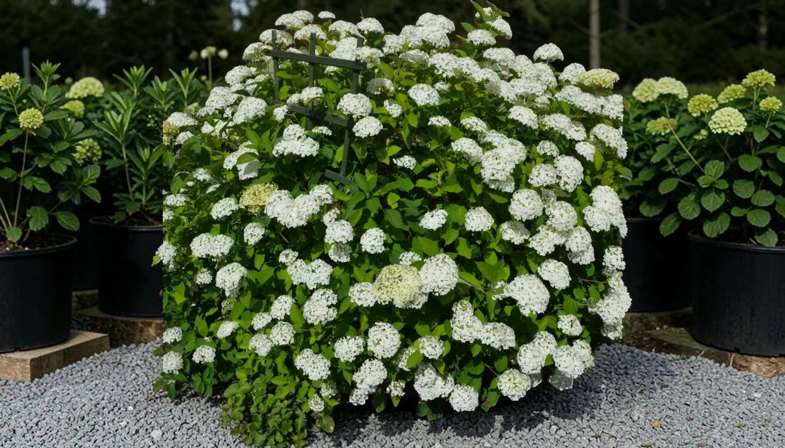 Best Shrub Buying Guide: Snow Hill Hydrangea 2026