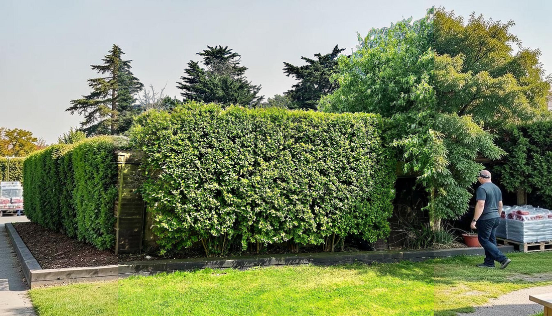 Best Privacy Shrubs: Northern Privet Buying Guide