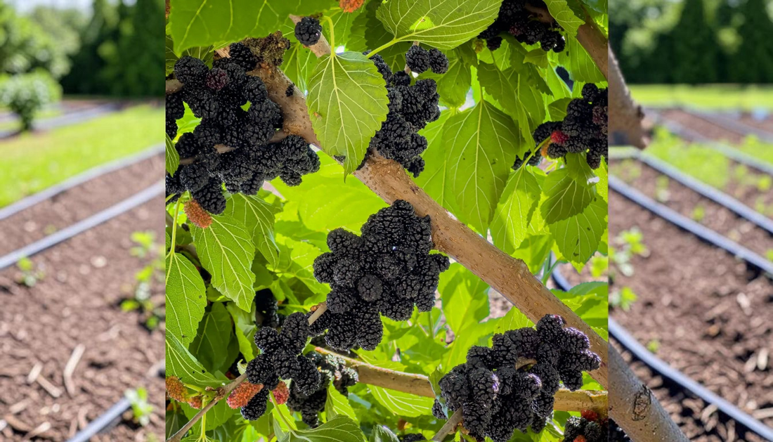 Best Mulberry Tree Buying Guide for Landscapers