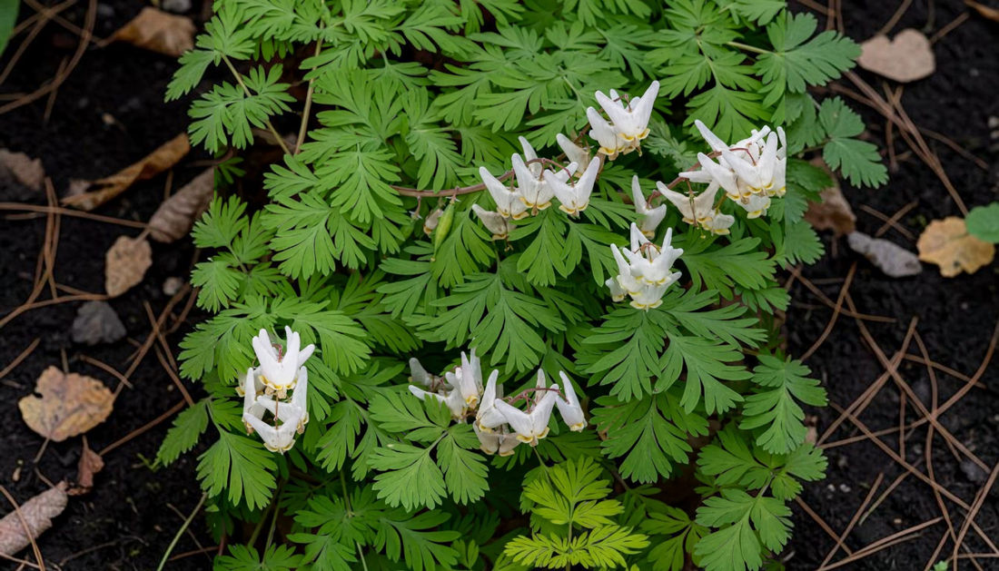 Dutchman Breeches: Best Wholesale Spring Plant Guide