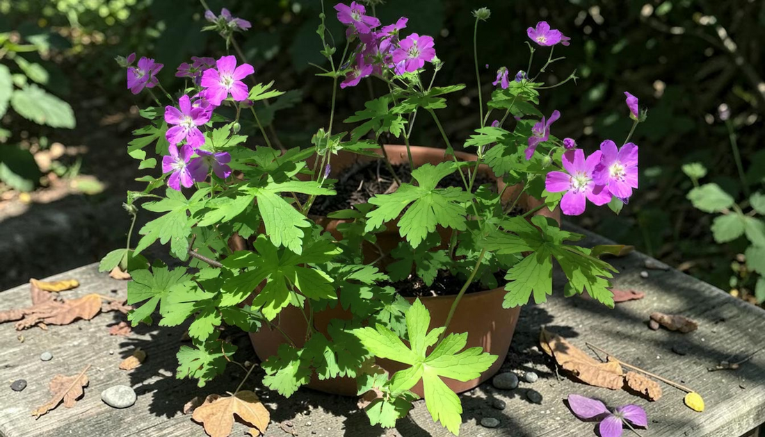 Best Wholesale Perennials: Geranium Maculatum Guide