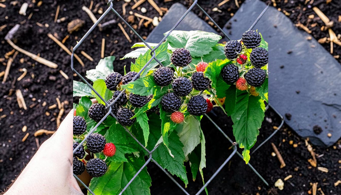 Wholesale Shrubs Guide: Top Planting Tips for 2026