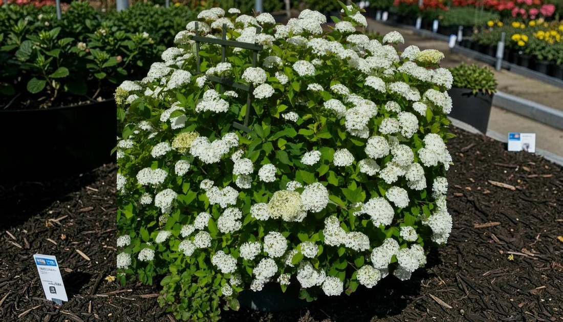 Top Smooth Hydrangea Tips for Wholesale Landscapes