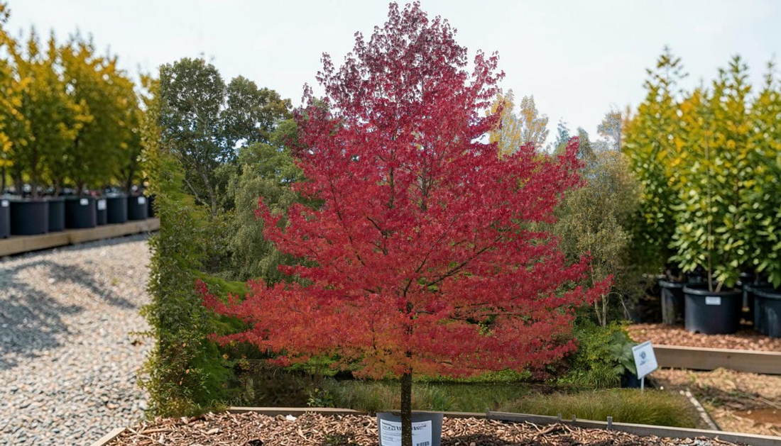 Top Sweet Gum Tree Care Tips for Wholesale Buyers