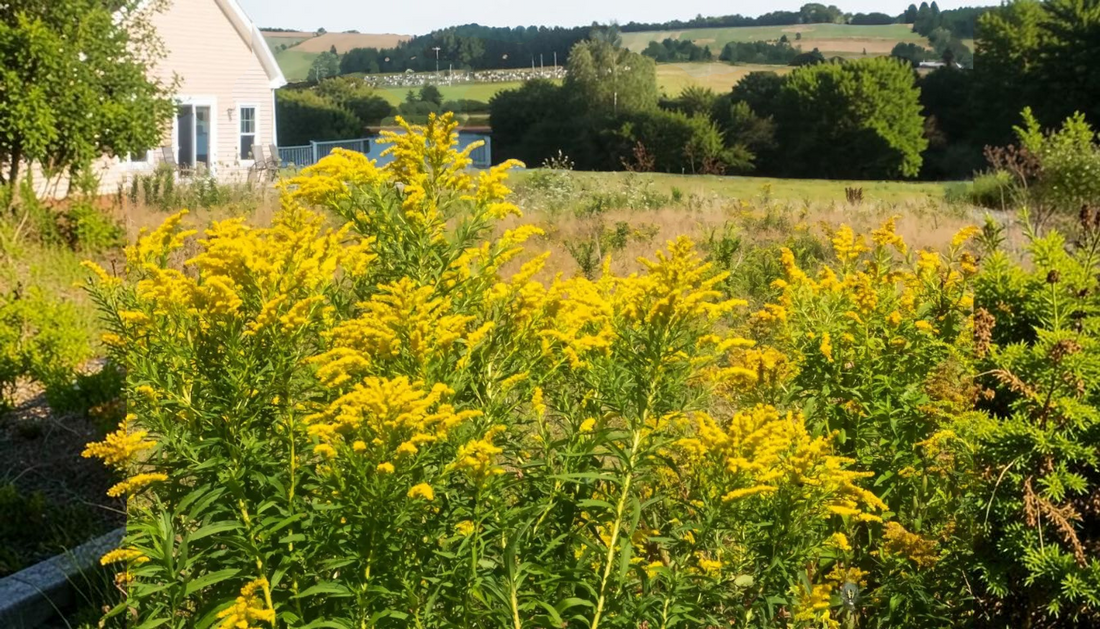 Best Garden Plants for Summer Landscapes: 2026 Guide