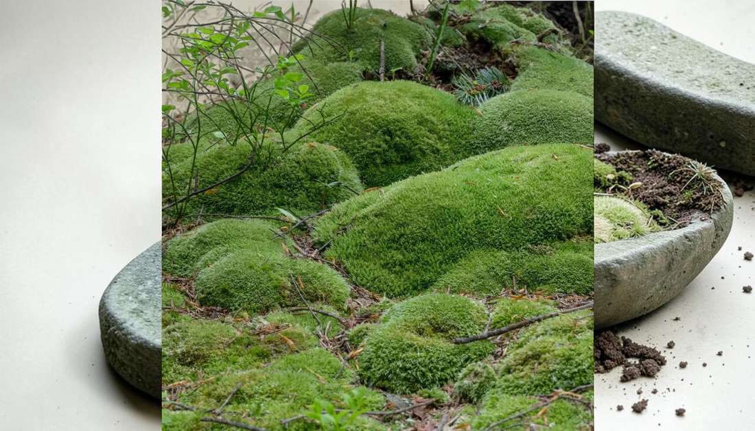 Top Live Moss Collection for Summer Texture Ideas