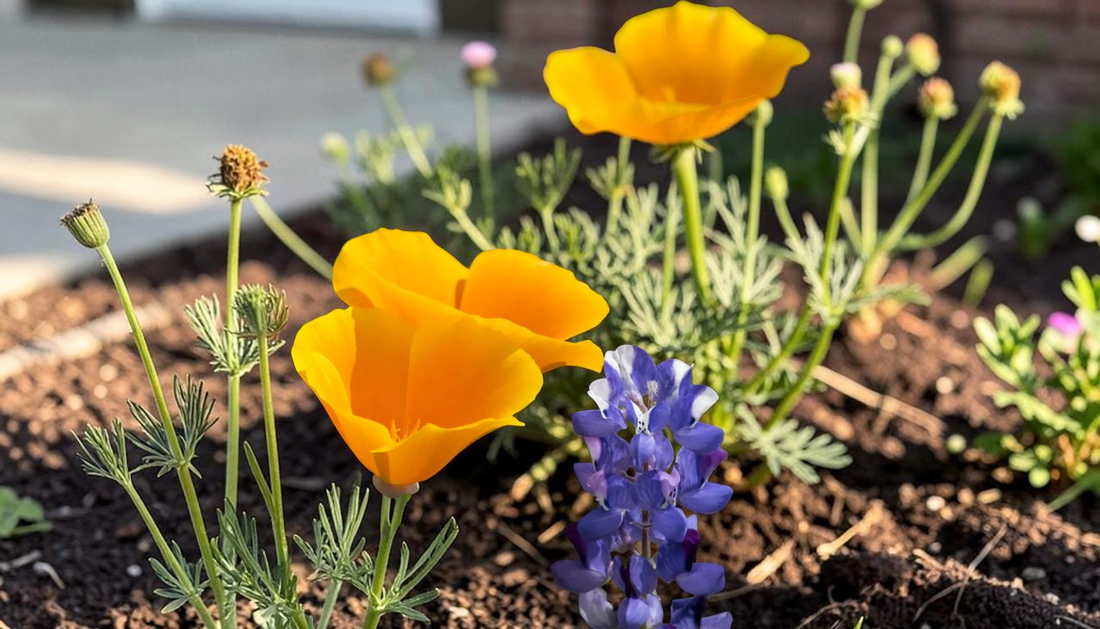 Summer Curb Appeal: 7 Flowering Perennials