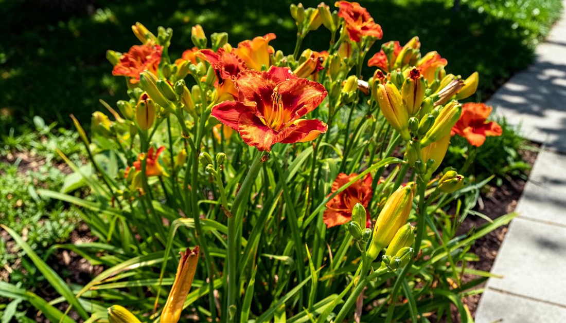 Summer Tree Pairings for Color, Shade, and Privacy