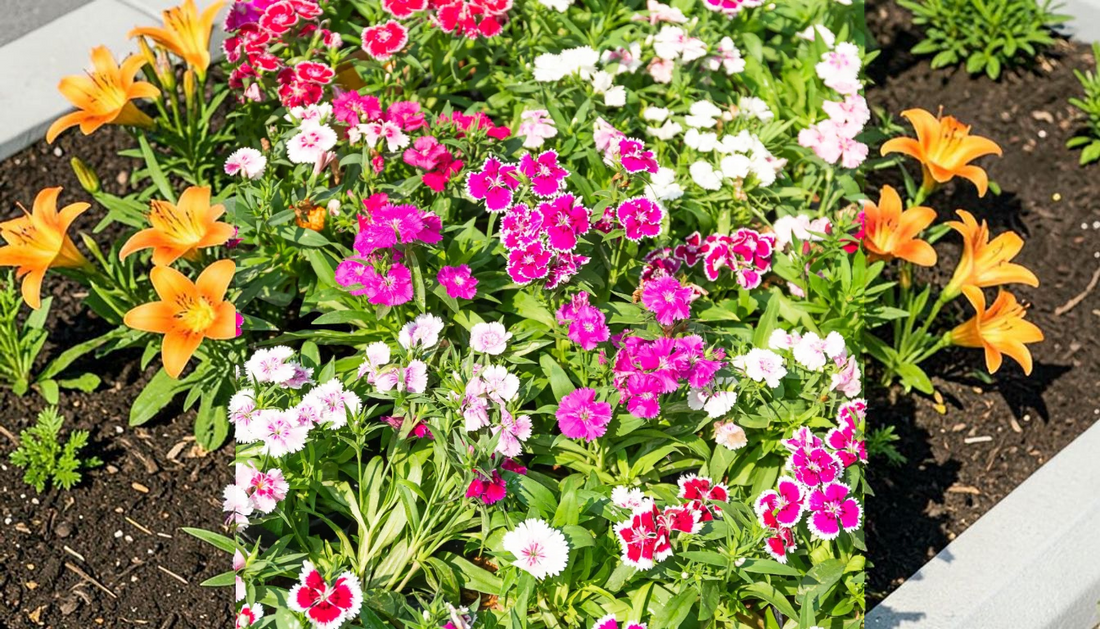 Summer Curb Appeal: 7 Easy-Care Flowering Perennials