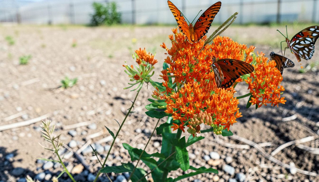 Top Drought-Tolerant Perennials for Summer Color