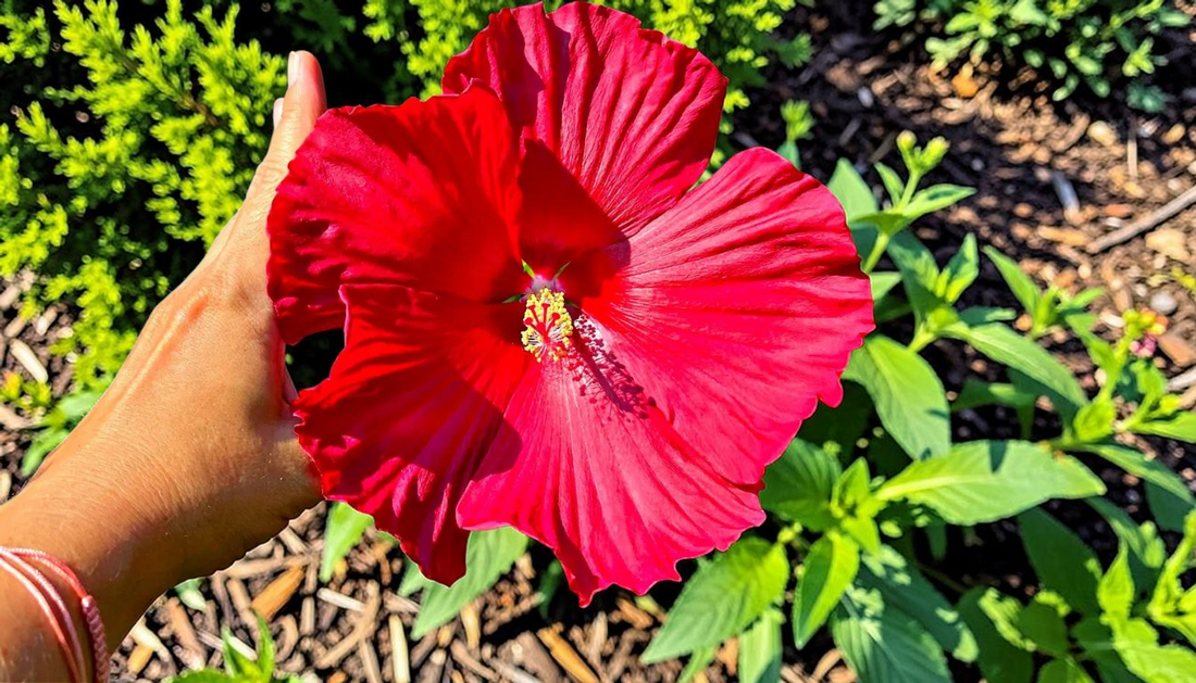 Rose Mallow Summer Border: 7 Easy Color Pairings