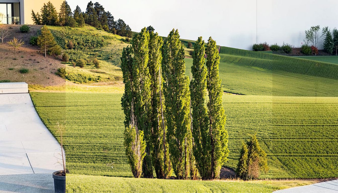 Top Small Trees for Front Yards: 7 Compact Picks
