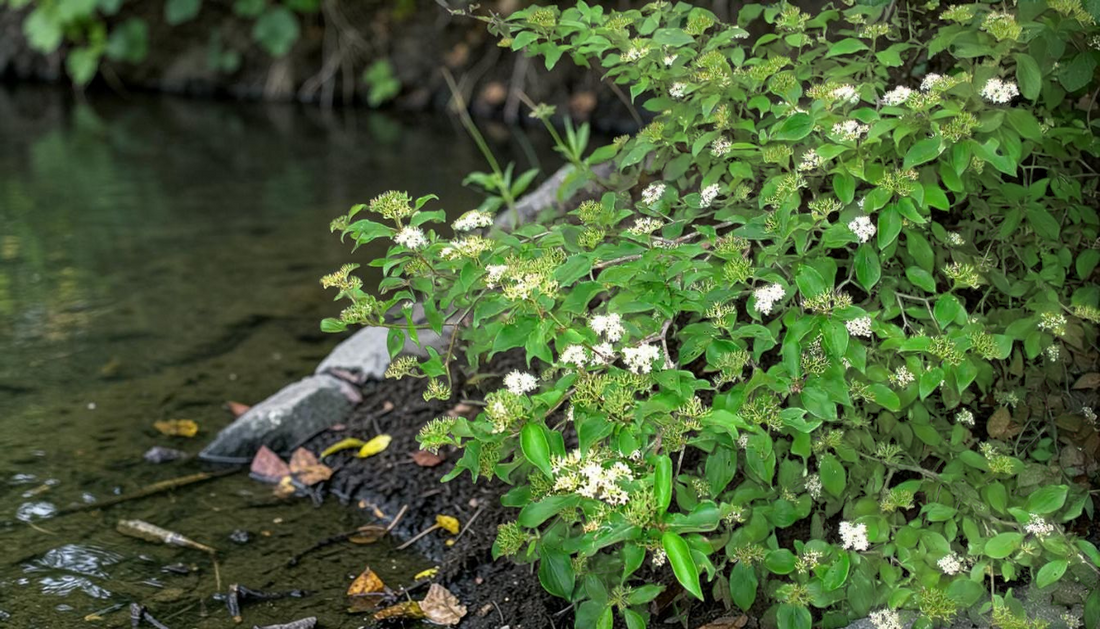 Roughleaf Dogwood Live Stakes for Erosion Control
