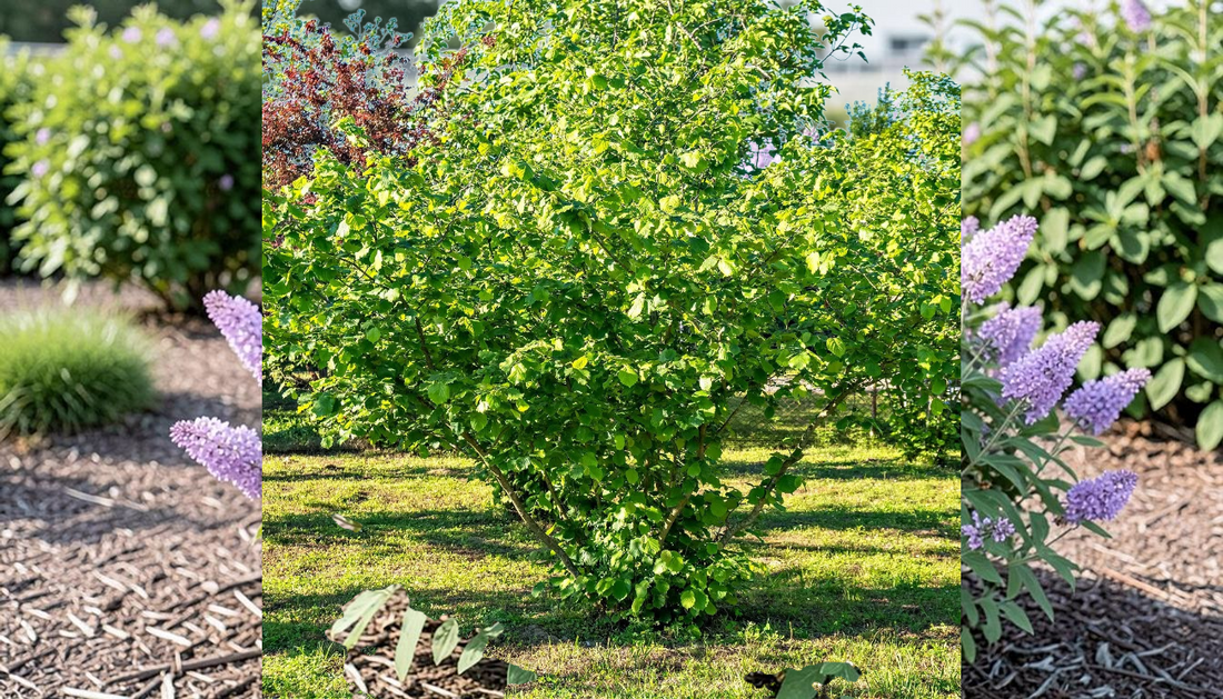 Ultimate Lilac Shrub Guide for Privacy and Pollinators