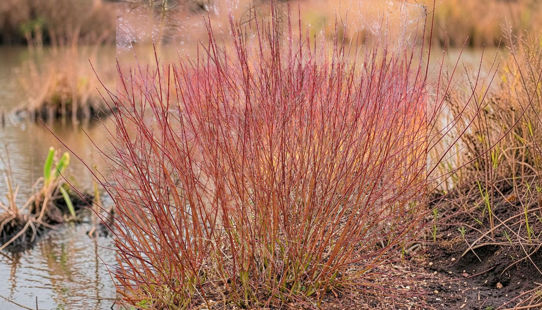 Silky Dogwood Live Stakes: Best Streambank Guide 2026