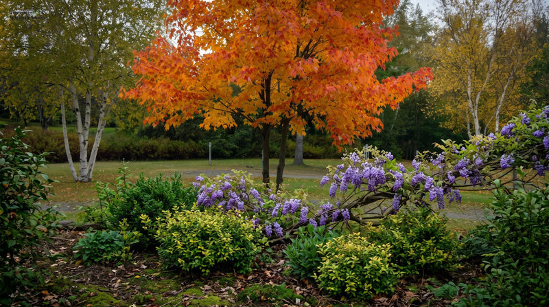 Silver Maple Tree Guide: Best Shrubs & Vines to Pair