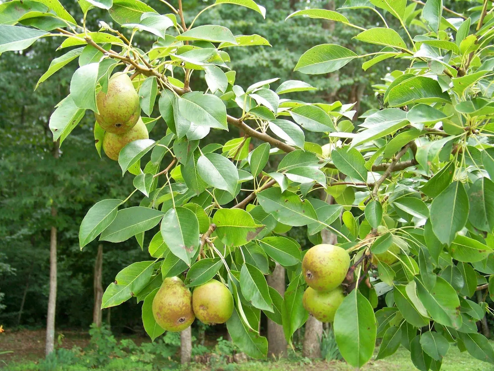 Planting and Harvesting Pear Fruit Trees – Tennessee Wholesale Nursery
