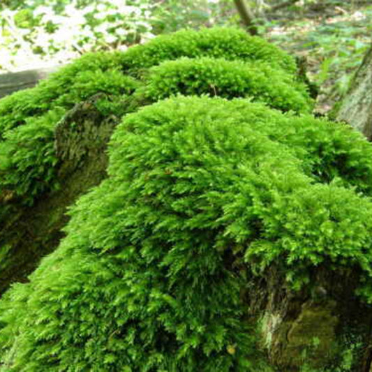 Mosses For Gardens