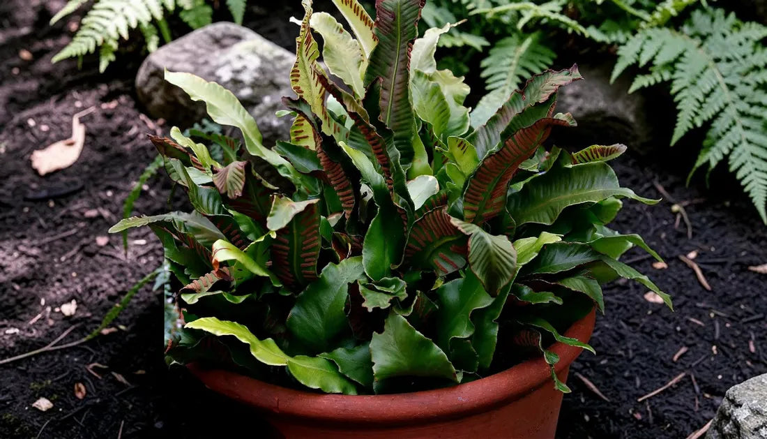 Walking Fern Guide: Complete Shade Border Solution