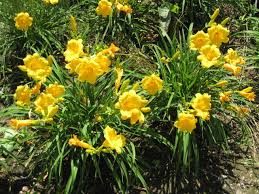 Vibrant yellow daylilies with lush green foliage for gardens
