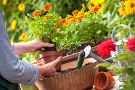 Hands cradle terracotta pot of vibrant orange marigolds for wholesale plants