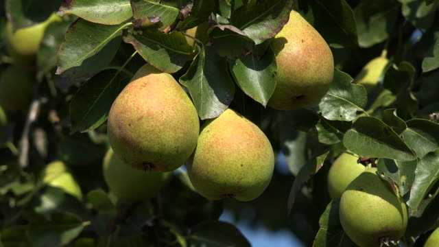 Pear Trees Adds Home Value