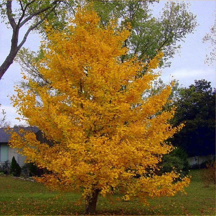 Gingko Biloba Tree